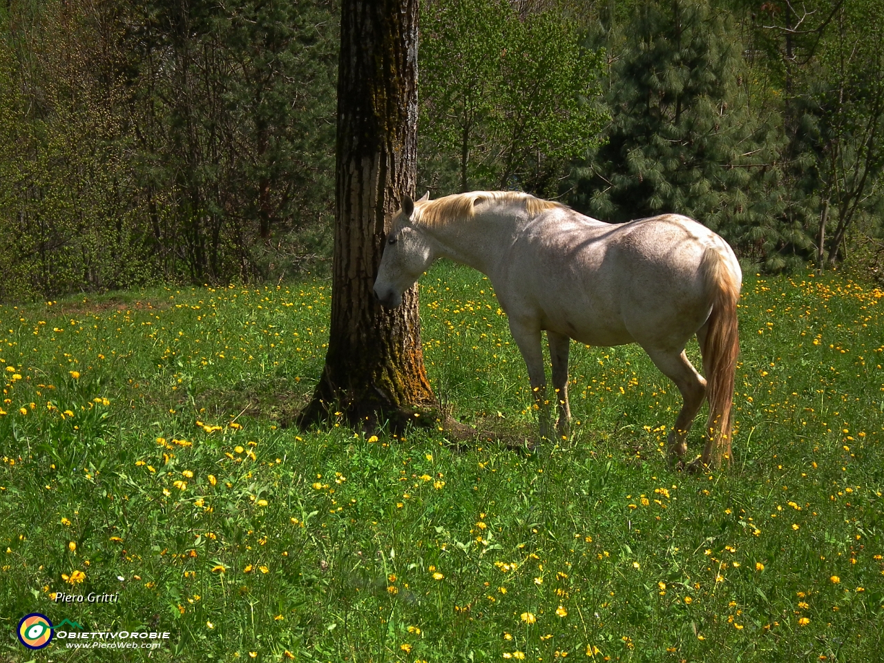 69 Reincontro il bel cavallo.JPG